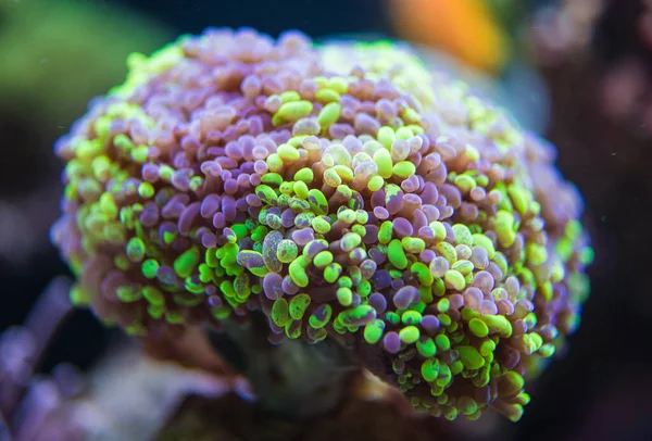 Zbliżenie Miękkiej Rafy Koralowej Zielona Fioletowa Chunk — Zdjęcie stockowe