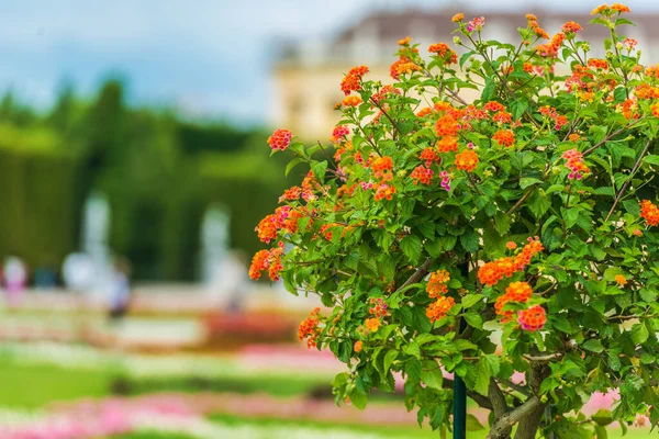 Närbild Fullt Blommande Röda Blommande Bush Parken — Stockfoto