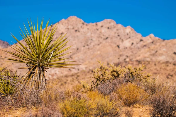 Landschap Uitzicht Mojave Woestijn Met Droge Bare Hills Yucca Planten — Stockfoto
