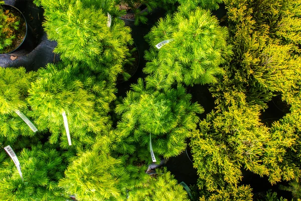 Vista Perto Cima Variedade Árvores Pequenas Evergreen Vasos Centro Gardent — Fotografia de Stock