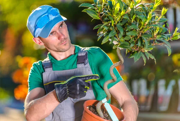 Kaukasischer Männlicher Gartenzentrumsverkäufer Hält Kleinen Topfbaum Und Zeigt Auf Verdrehten — Stockfoto