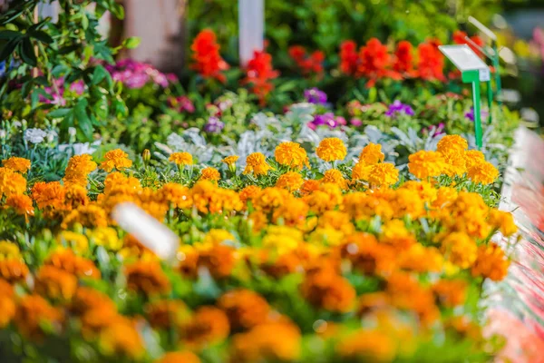 Primer Plano Del Paisaje Hermoso Del Diseño Colorido Cama Flor — Foto de Stock