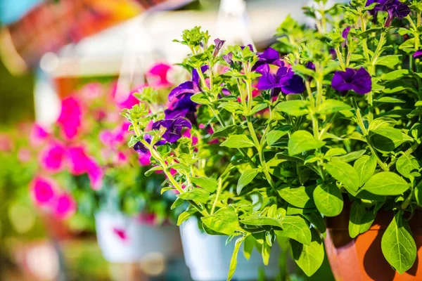 Primer Plano Maceta Flores Petunia Púrpura Colgando Estante Tienda Jardín — Foto de Stock