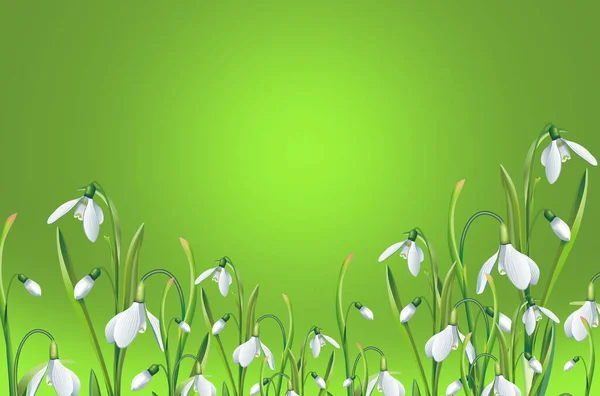 Tapeta Obraz Wielu Białych Kwiatów Jasnym Zielonym Tle — Zdjęcie stockowe