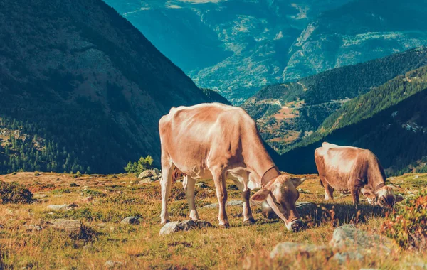 欧洲山脉高山顶上的草地上 两只大黄牛正在吃草 — 图库照片