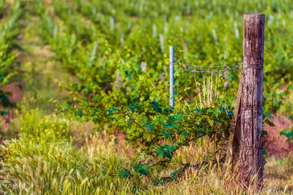 Tanah Lanskap Vineyard Dengan Pos Kayu Dan Logam Landasan Mendukung — Stok Foto