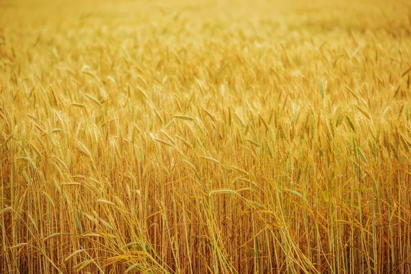 Yaz Aylarında Tarlada Yetişen Altın Buğday Tarlasına Yakın — Stok fotoğraf