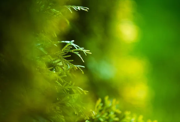 Groene Natuur Achtergrond Met Tuin Thujas Close Sofe Bokeh Van — Stockfoto