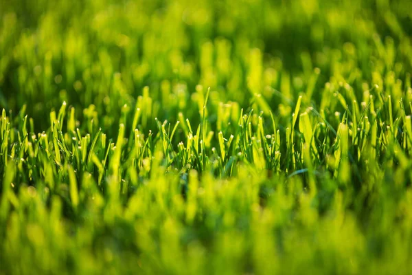 Genväg Gräsmatta Gräs Närbild Naturen Grön Bakgrund Trädgårdsindustri — Stockfoto