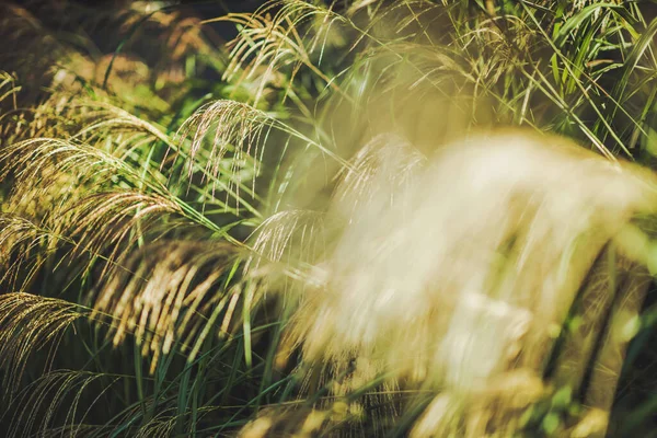 Kaunis Koristeellinen Puutarha Ruoho Kesäaika Takapihalla Garden — kuvapankkivalokuva