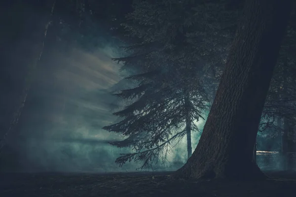 Dark Mysterious Forest Covered Strange Fog Creepy Halloween Woodland Concept — Stock Photo, Image