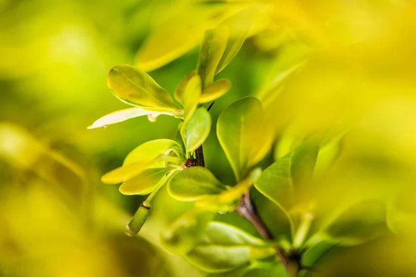 Makrothema Natur Detailliertes Foto Der Grünen Gartenpflanzen Blätter — Stockfoto