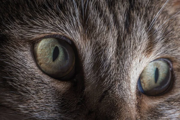 Domesticated Animals Theme. House Cat Eyes Detailed Close Up Macro Photo. The Cat Felis Catus is a Domestic Species of Small Carnivorous Mammal.