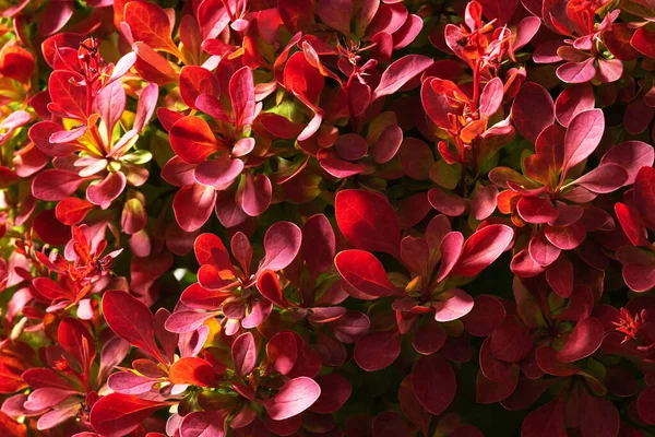 Couleur Atteindre Les Feuilles Rouges Plante Décorative Thème Jardinage Macro — Photo