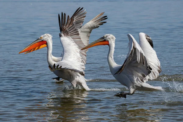 Dalmaçyalı kıvırcık pelikan (Pelecanus crispus) dünyanın en büyük tatlı su kuşu