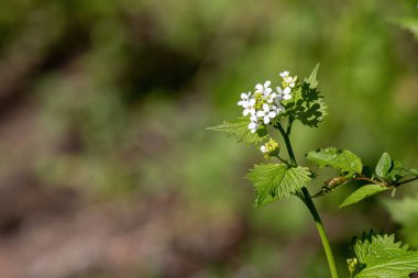 Sarımsaklı hardal (Alliaria petiolata)