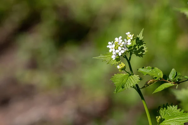 Macro Gros Plan Fleurs Médicinales Herbes Moutarde Ail Alliaria Petiolata — Photo