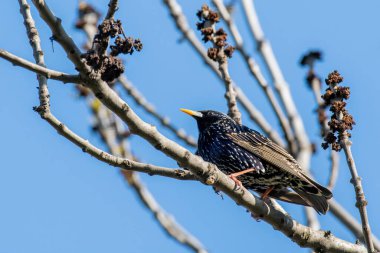 Avrupa Sığırcığı (