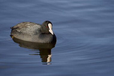 Avrasya yaban ördeği olan Fulica atra, aynı zamanda yaban ördekgiller (Rallidae) familyasının bir üyesidir..