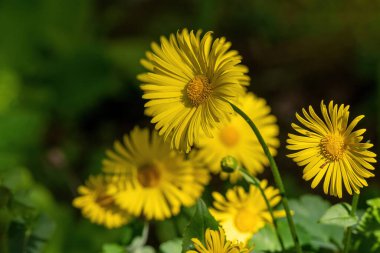 Yellow Chamomile, Close up of Doronicum orientale clipart