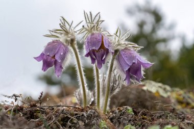 Vahşi Bahar Pulsatilla patentler, Paskalya Paskalya çiçekleri, çayır kruvazörü, ve bahar ormanlarında yaprak şakayığı keser.
