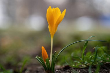 Baharda sarı Crocus Çiçeği 'nin manzarası. Doğa ve Çiçek Arkaplanı Seçmeli Odaklanma
