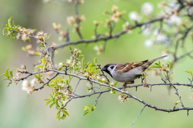 Avrasya ağaç serçesi (