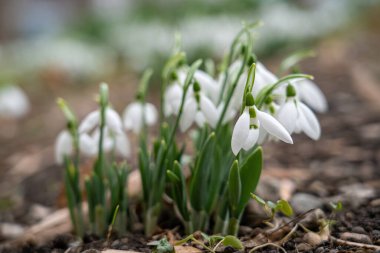 Kardamlalarına yakın, ilkbahar çiçekleri. Seçmeli odak.