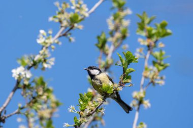 Cute Great tit (Parus major) bird in yellow black color sitting on tree branch