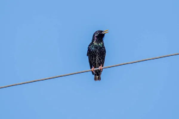 Common Starling (Sturnus vulgaris), also known as the European Starling