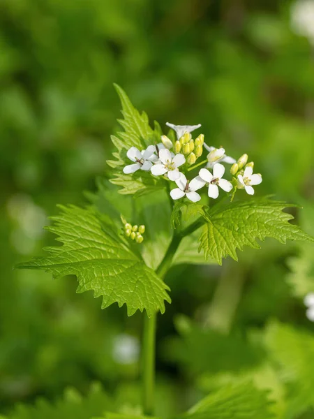 Macro Gros Plan Fleurs Médicinales Herbes Moutarde Ail Alliaria Petiolata — Photo