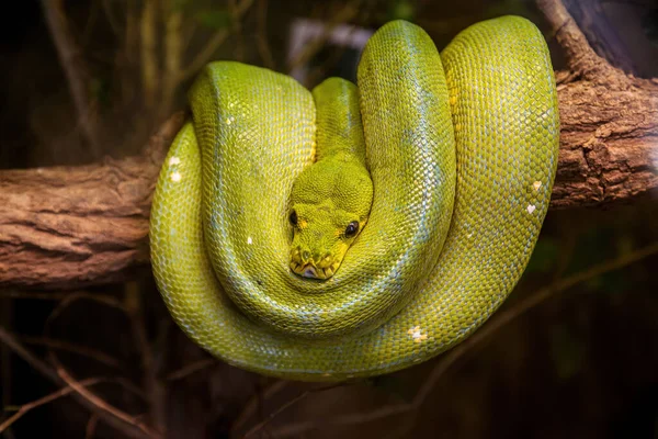 Nahaufnahme Von Grüner Baumpython Morelia Viridis — Stockfoto