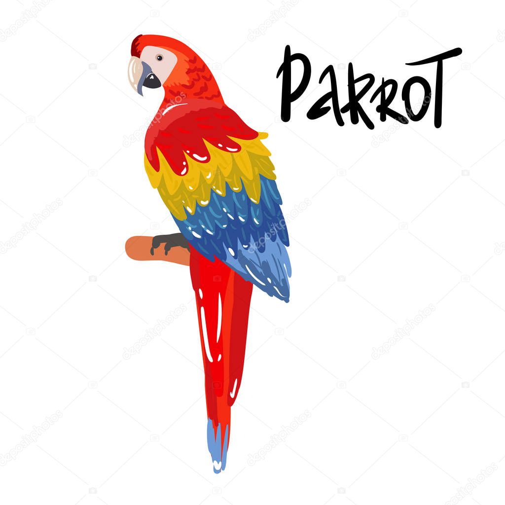 Ara parrot. hand drawing Isolated vector tropical design element. Tropical birds on the white background