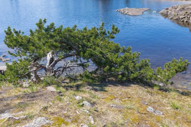Ağaç Valaam Island üzerinde