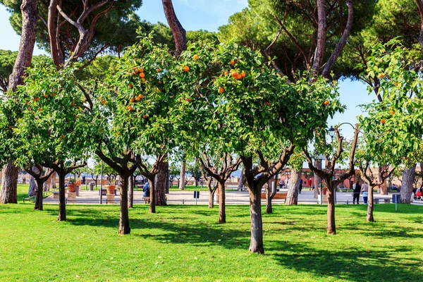 Orange garden in Rome Royalty Free Stock Photos