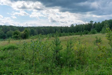 Güzel bir gökyüzü altında takas bir ormandaki Genç ağaçlar