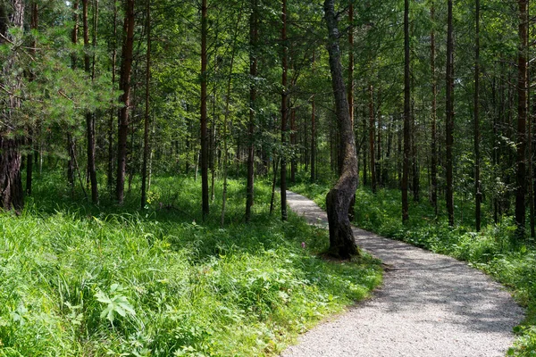 Klikatá cesta v hustém lese — Stock fotografie