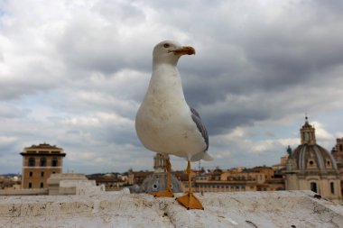 Roma Seagull Roma çatılarda