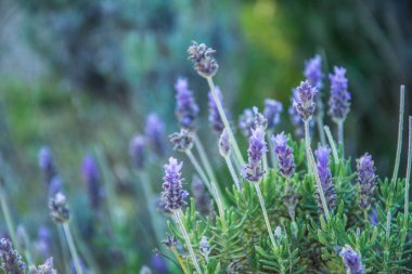 Fransızca lavanta duvar kağıdı