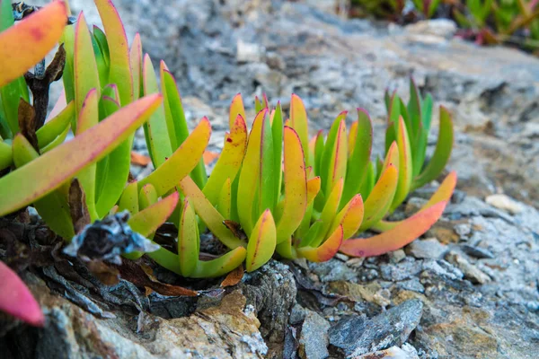 Closeup of Sea Fig Iceplant leaves growing on rocks