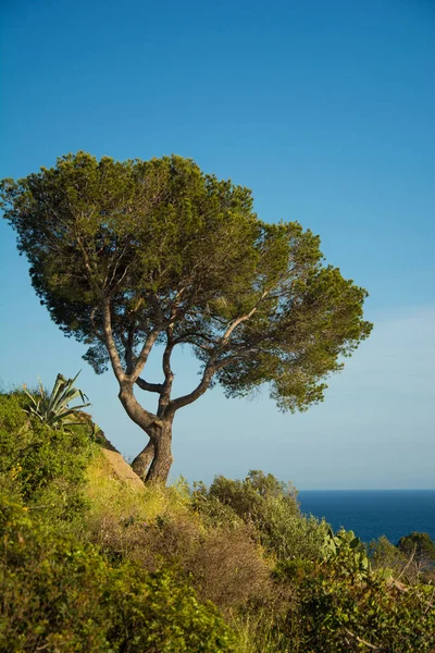 Isolated tree by the Mediterranean sea on the Costa Brava — Stock Photo, Image
