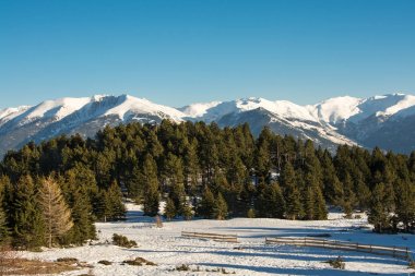 Orman ve pyrenees dağlarda çam 