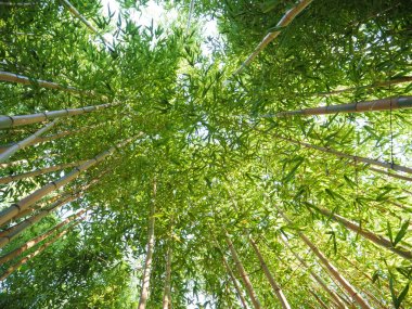 Uzun boylu bambu ormanı 