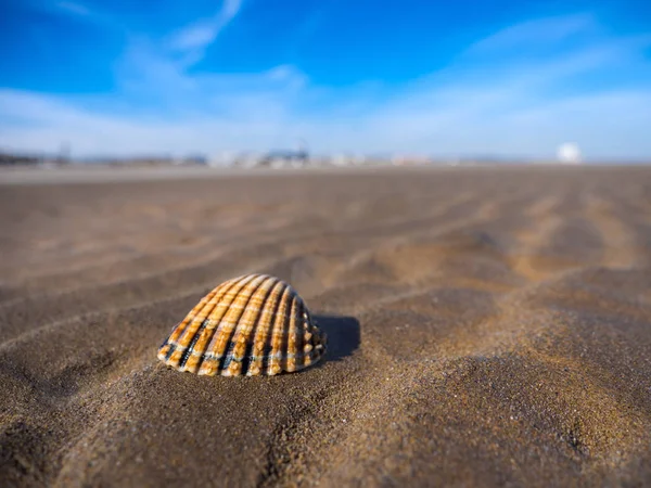 Primer plano de una concha marina en una playa de arena con cielo azul —  Fotos de Stock