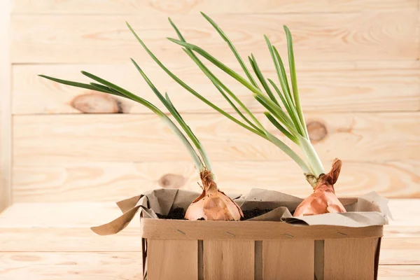 Onions growing in box — Stock Photo, Image