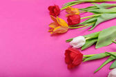 Krásná nabídka tulipány