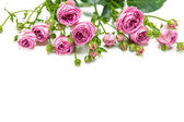 Krásné růžové růže