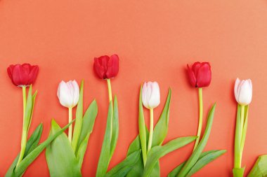 Beautiful tender tulips clipart