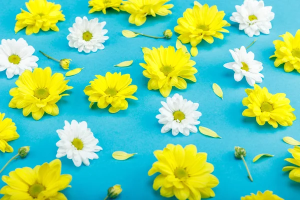 Vackra gula och vita blommor — Stockfoto