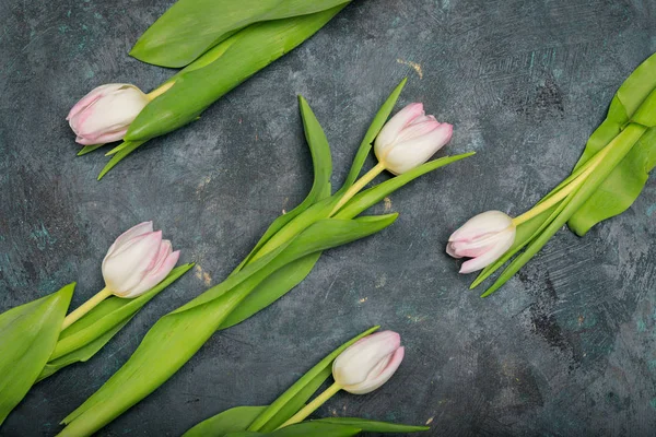 Hermosos tulipanes tiernos — Foto de Stock